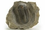Detailed Morocops Trilobite - Morocco #325993-2